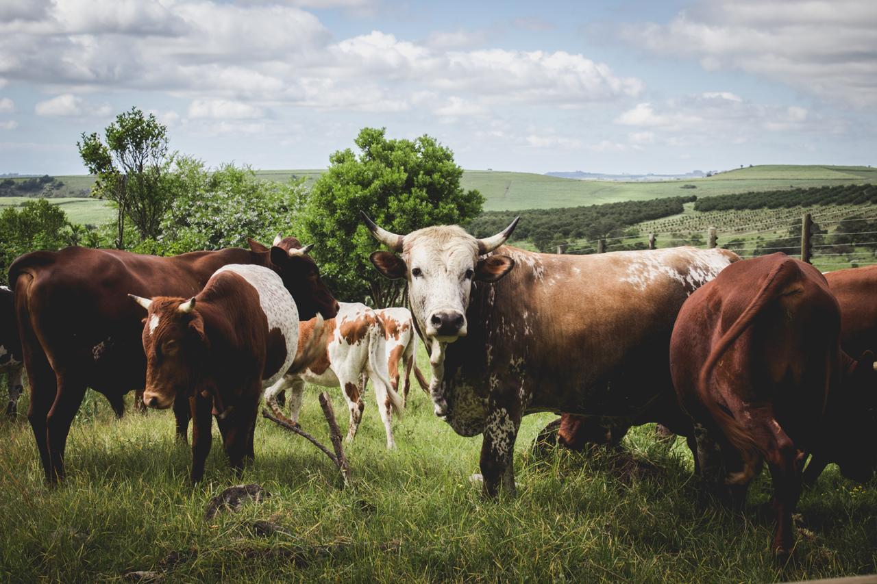 מלון Glendale Oribi Gorge Guest Farm מראה חיצוני תמונה
